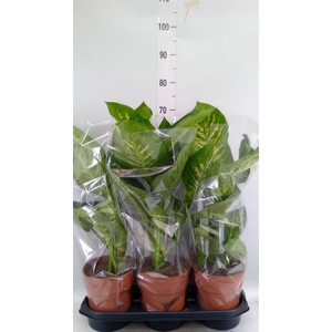 Dieffenbachia seg. 'Tropic Snow'