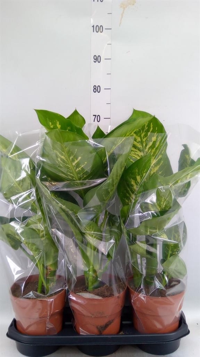 <h4>Dieffenbachia seg. 'Tropic Snow'</h4>