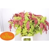 Amaranthus caudatus 'Love Lies Bleeding'