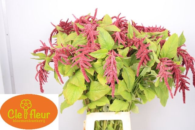 <h4>Amaranthus caudatus 'Love Lies Bleeding'</h4>