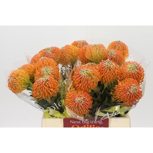 Nutans Ayoba Peach