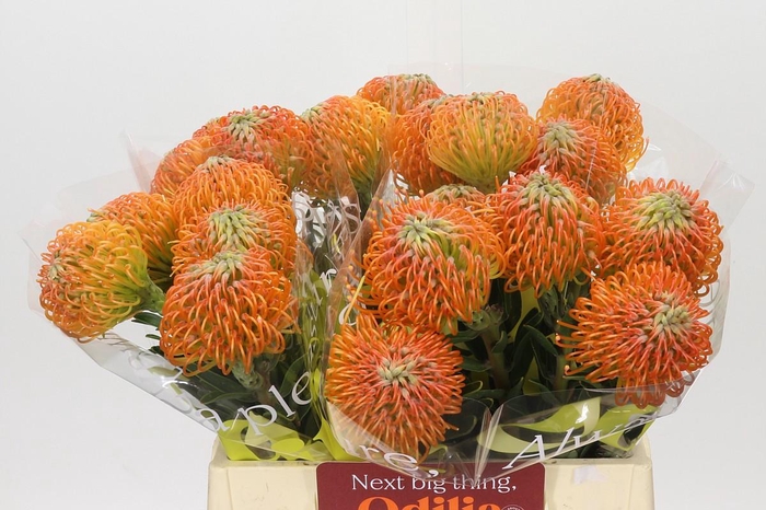 <h4>Nutans Ayoba Peach</h4>