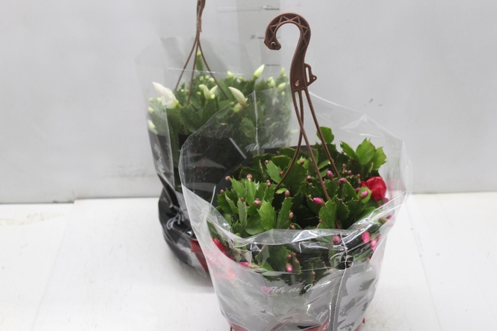 <h4>FLOR DE MAIO C21</h4>