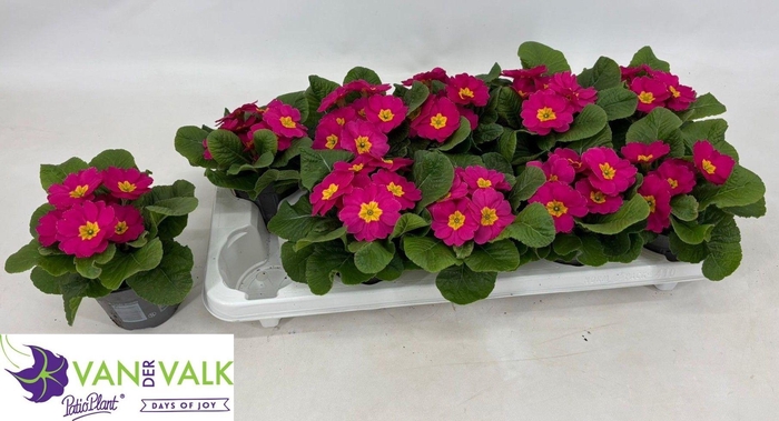 <h4>PRIM AC CAIRO ROSE</h4>