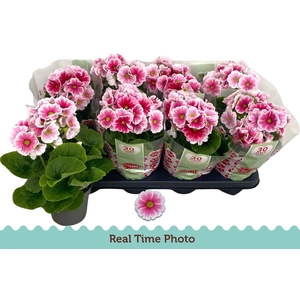 PRIM OB TM RED WHITE