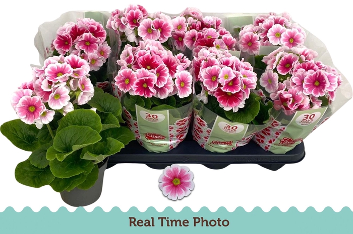 <h4>PRIM OB TM RED WHITE</h4>