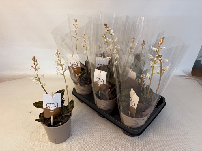 <h4>LUD DISCOLOR</h4>