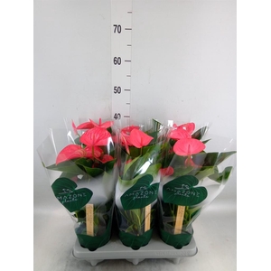 Anthurium andr. 'Sweet Dream'