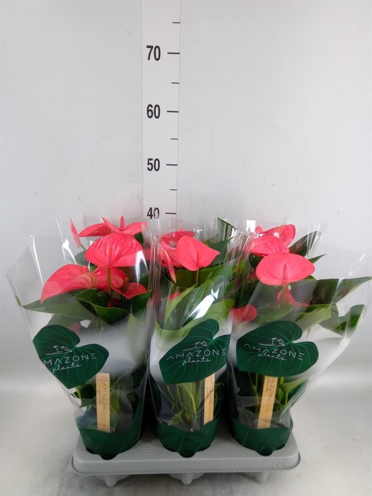 <h4>Anthurium andr. 'Sweet Dream'</h4>