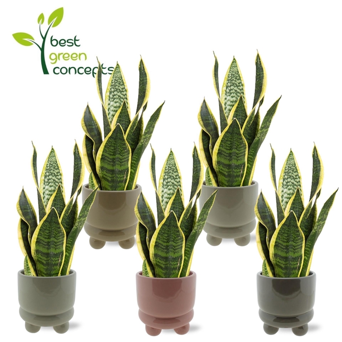 <h4>ARR SANSEVIERIA</h4>