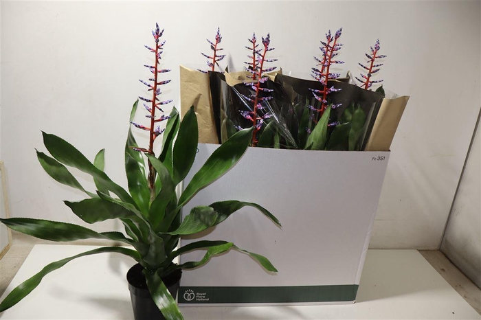 <h4>arr8 Aech Blue Rain</h4>