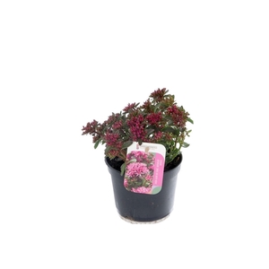 Sedum spurium Spot On Deep Rose