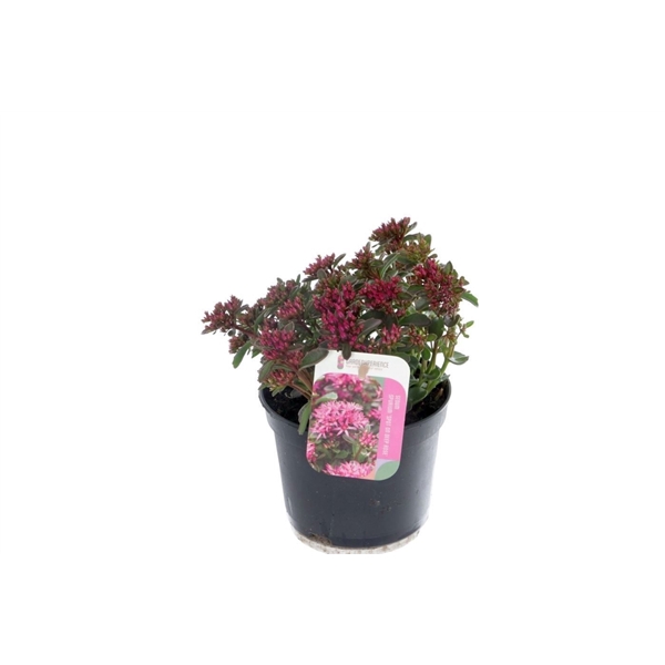 <h4>Sedum spurium Spot On Deep Rose</h4>