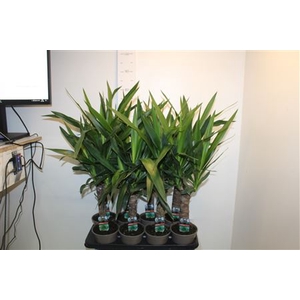 Yucca 30 Cm Meerkop