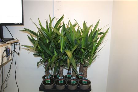 <h4>Yucca 30 Cm Meerkop</h4>