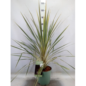 Cordyline austr. 'Variegata'