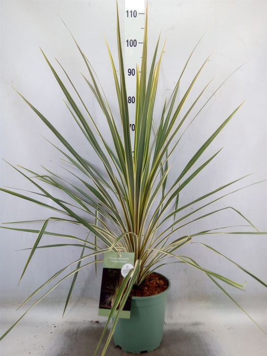 <h4>Cordyline austr. 'Variegata'</h4>