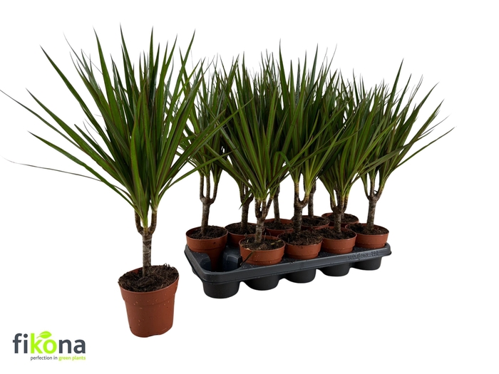 <h4>DRA MARGINATA</h4>