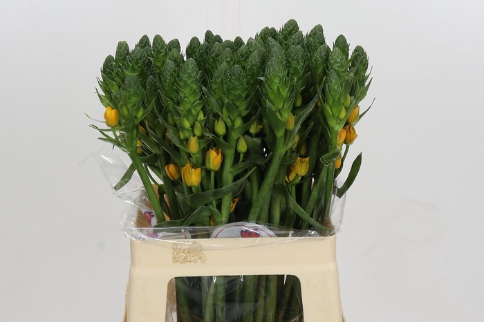 <h4>Ornithogalum Dubium Gold Star</h4>