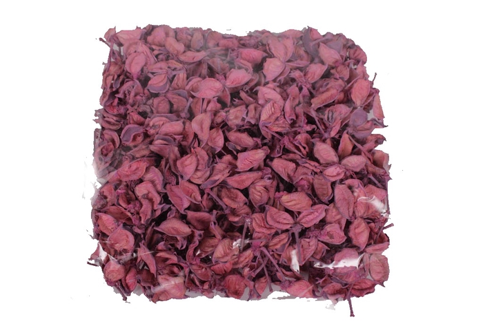 Cotton pods 250gr in poly Frosted Pink