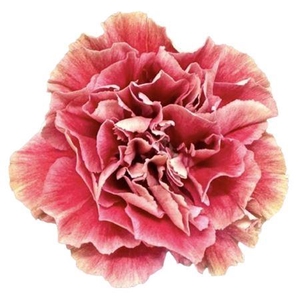 Di St Merletto Crimson