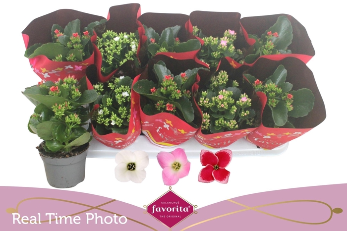 <h4>KAL EN GEM 3 KL</h4>