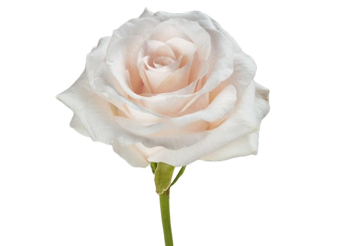 <h4>R GR FANCY DREAM</h4>