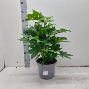 FATSIA OV
