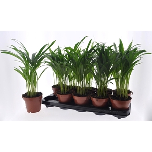 DYPSIS LUTESCENS