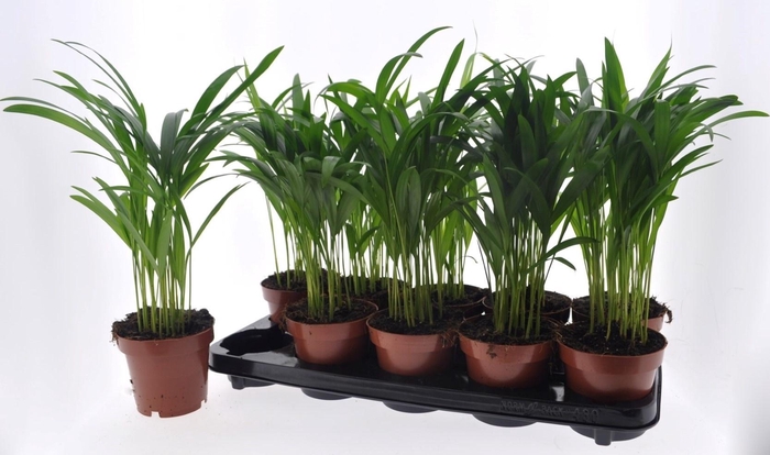 <h4>DYPSIS LUTESCENS</h4>
