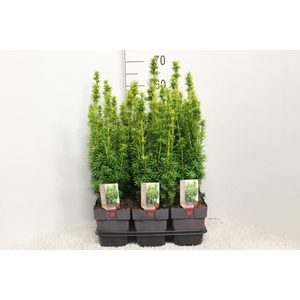 Taxus baccata 'David'