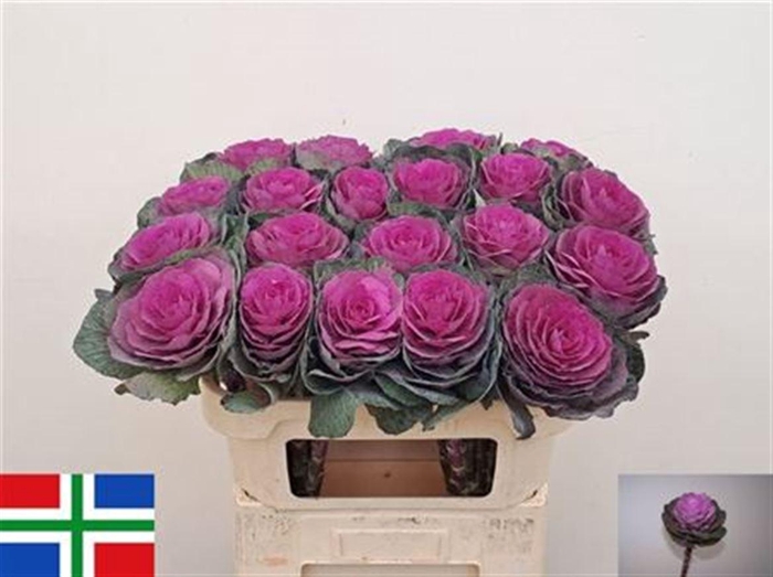 <h4>Brass Red Crane</h4>