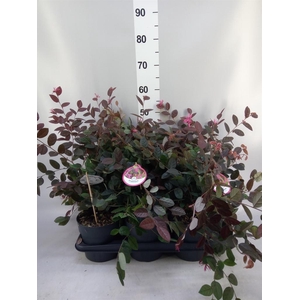 Loropetalum chinense 'Fire Dance'