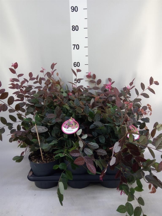 <h4>Loropetalum chinense 'Fire Dance'</h4>