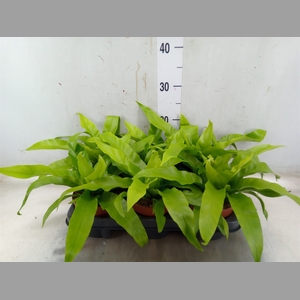 Asplenium antiquum