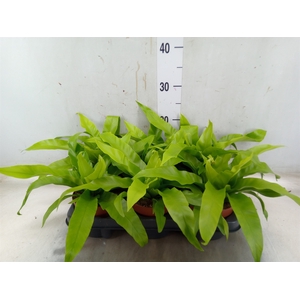 Asplenium antiquum