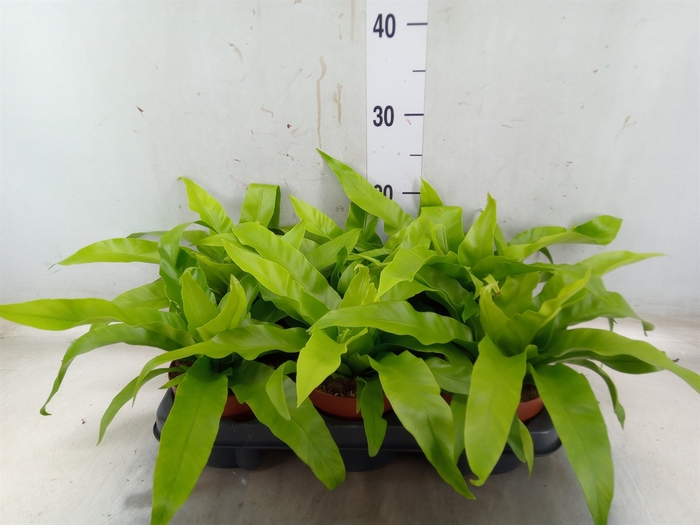 <h4>Asplenium antiquum</h4>