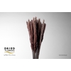Dried Cortaderia Fluffy Natural