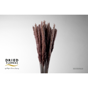 Dried Cortaderia Fluffy Natural