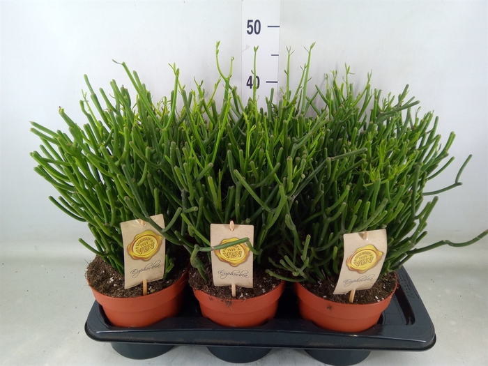 <h4>Euphorbia tirucalli</h4>