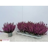 CALLU BL LILA