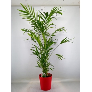 Chamaedorea cataractarum