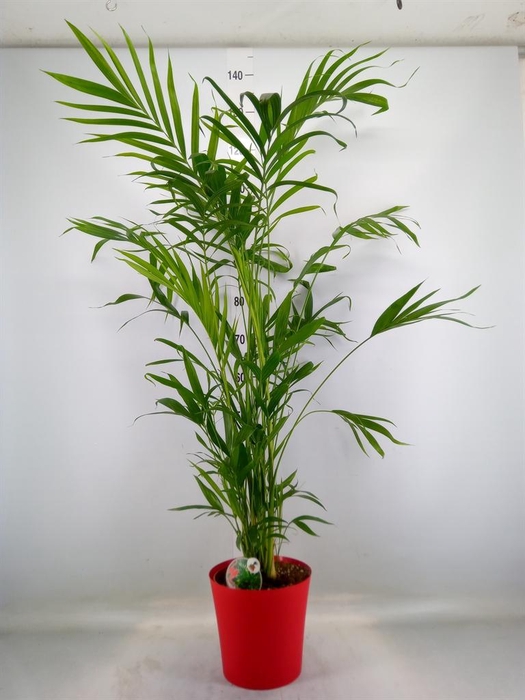 <h4>Chamaedorea cataractarum</h4>