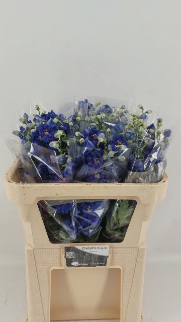 <h4>DELPH DU DELP BL EME</h4>