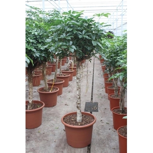 Schefflera arboricola 'Compacta'