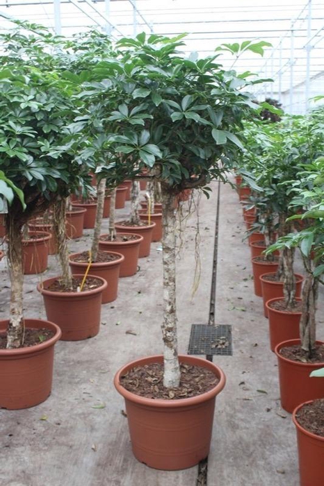 <h4>Schefflera arboricola 'Compacta'</h4>