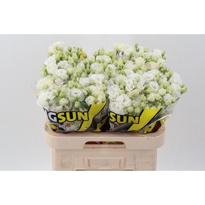 Eus G Alissa Pur Whi