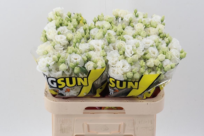 <h4>Eus G Alissa Pur Whi</h4>