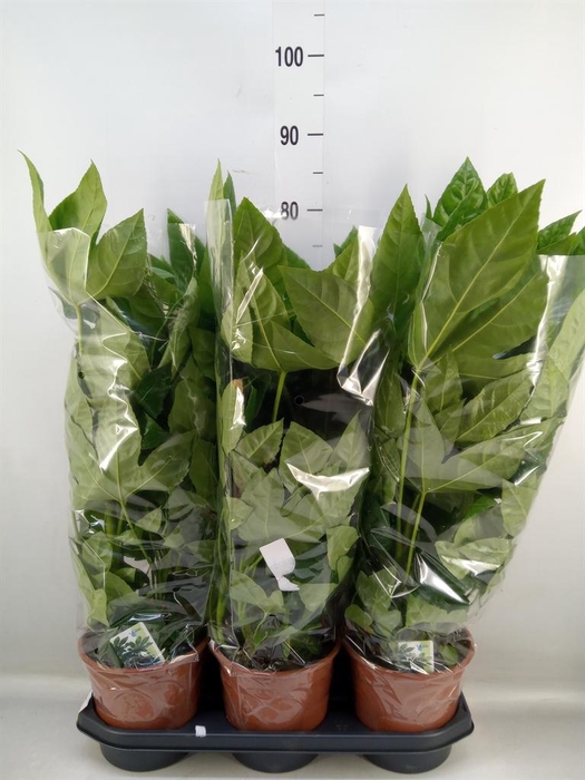 Fatsia japonica   ...