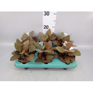 Kalanchoe NF orygalis